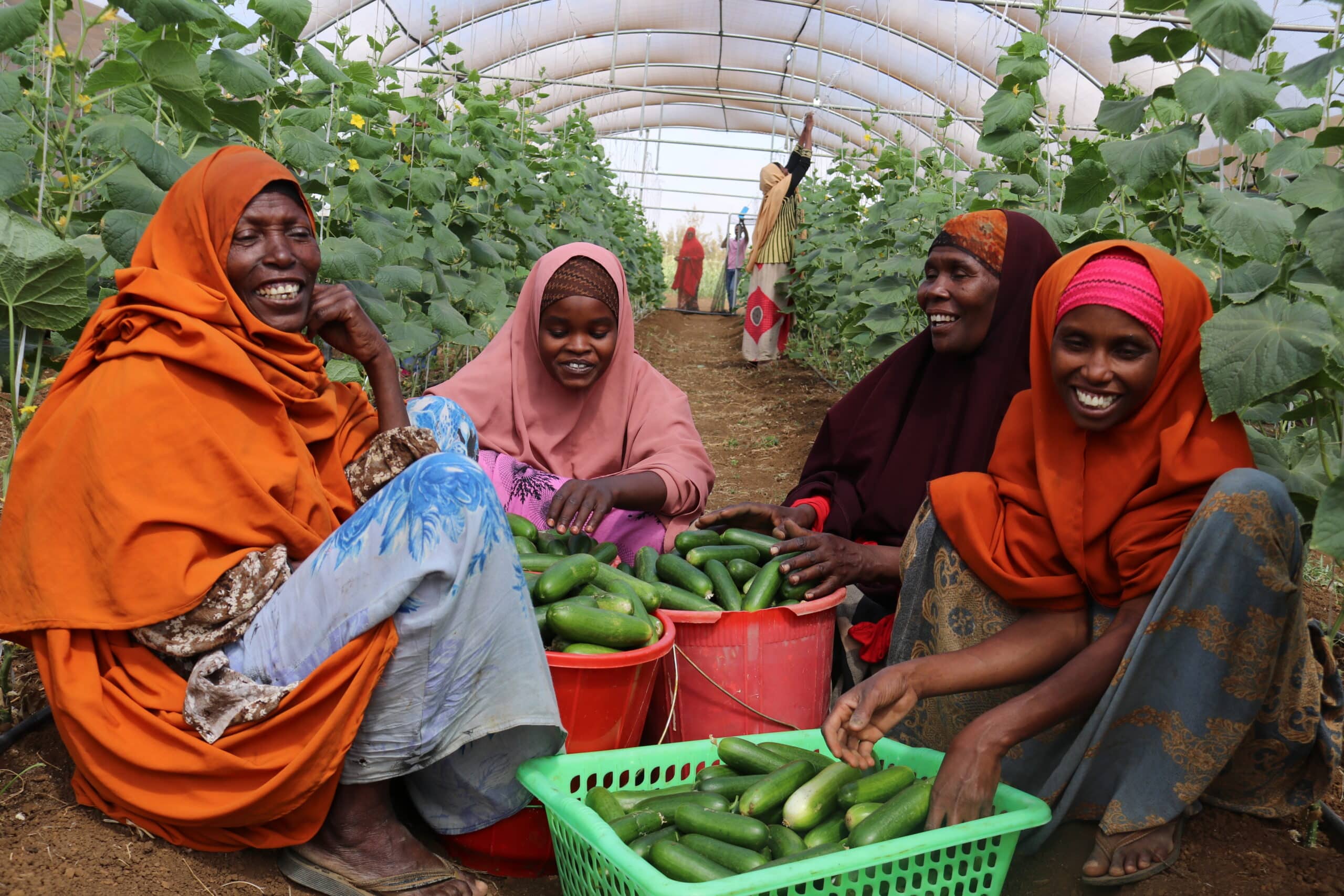 Kvinner i Baidoa Somalia sorterer agurker dyrket med hydroponisk jordbruk gjennom SOS-barnebyers prosjekt